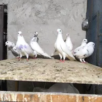 کبوترپرشی گرفته بلندی|پرنده|رشت, بازار|دیوار