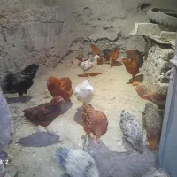 مرغ  و خروس محلی