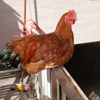 دوتا بچه