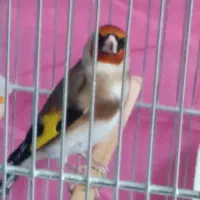 سهره چهار گل