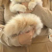 گربه پرشین نر