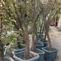 طراحی.اجرا.نگهداری گل و گیاه و درخت|خدمات باغبانی و درختکاری|تهران, درکه|دیوار