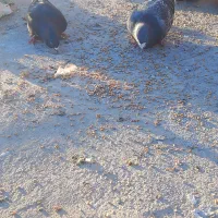 یک جفت کفتر سنگی