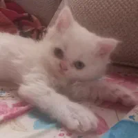 گربه بریتیش|گربه|رشت, استادسرا|دیوار