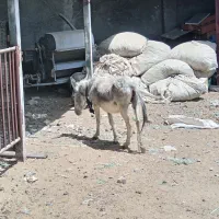 خر ماده فروشی|حیوانات مزرعه|ابریشم, |دیوار