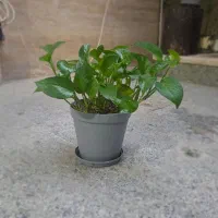 فروش چند گلدان طبیعی و سالم|گل و گیاه طبیعی|قم, باجک سه|دیوار