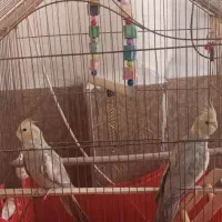 ۲تا عروس سالم سوخنگو