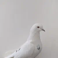 تعدادی کبوتر سالم|پرنده|شازند, |دیوار