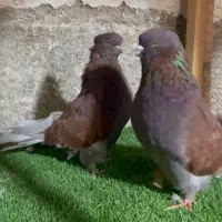 کبوتر سرخ گرگی اخمو پروک