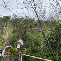 خانه کاه گلی روستای ویو دار گیلان همراه باغ چای|فروش زمین و ملک کلنگی|اطاقور, |دیوار