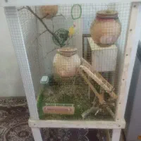 دوعدد مرغ فنچ با قفس|پرنده|سراوان, |دیوار