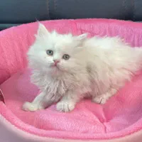 بچه. گربه. نژادار تخفیف دار مناسب کادوو|گربه|تهران, مرزداران|دیوار