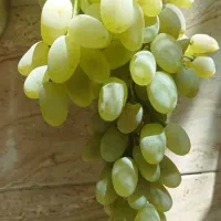 نهال انگور شاهانه