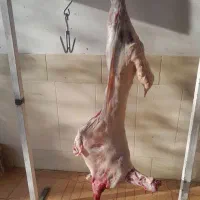 خرید فروش و کشتار گوسفند  پذیرفته میشه