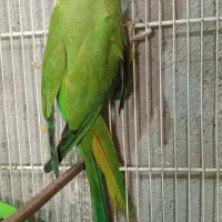 جفت طوطی ملنگو مولد با قفس و لونه|پرنده|فردوس (خراسان), |دیوار