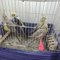 عروس هلندی|پرنده|شیروان (خراسان), |دیوار