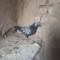 ۱۳ عدد کفتر پرشی روزگاری|پرنده|گلپایگان, |دیوار