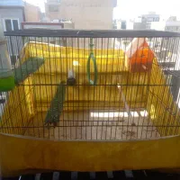 قفس پرنده