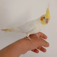 عروس هلندی نر آمده سخنگو مس مس