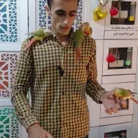 گرینچیک ، عروس هلندی ملنگو برزیلی شاه طوطی قناری