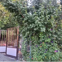 باغ-وسویت-اجاره-ای