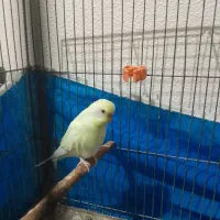 مرغ عشق|پرنده|شاهینشهر, خانه کارگر|دیوار