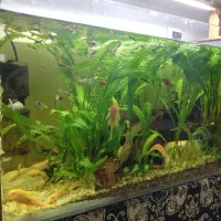 اکواریوم پلنت|ماهی|برخوار, |دیوار