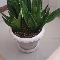 برگ انجیری سر حال|گل و گیاه طبیعی|سمنان, |دیوار