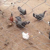 بوقلمون ماده 5عدد