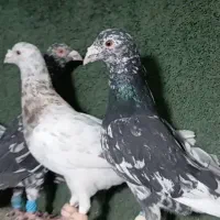 6 تا هفترنگ نر