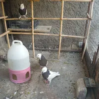 فروش یک جفت جوجه کبوتر طوقی