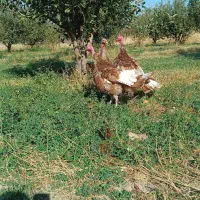 بوقلمون بوربون