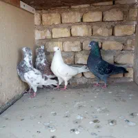 کبوتر پرشی|پرنده|یزد, |دیوار