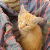 واگذاری گربه|گربه|سقز, |دیوار