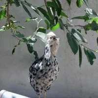 تخم مرغ و جوجه گلین ریشی چهل تاج فروشی|حیوانات مزرعه|سیرجان, |دیوار