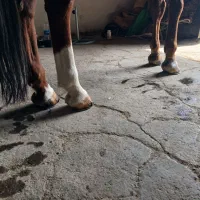 خدمات تخصصی نعل‌بندی، واصلاح سم باقیمت استثنایی