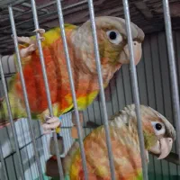 گرینچیک آناناسی یلوساید دبل رد