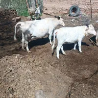 گاوشیری‌با‌گوساله