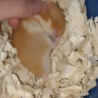 همستر / قفس همستر و لوازم بازی