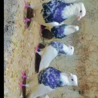 کبوتر طوقی|پرنده|قم, بوستان خلیج فارس|دیوار