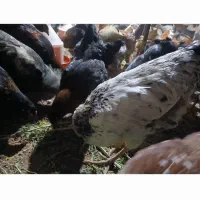 مرغ وخروس