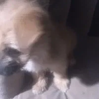 سگ پاکوتاه|سگ|گرگان, |دیوار