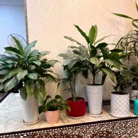 گل های آپارتمانی|گل و گیاه طبیعی|شیراز, زرهی|دیوار