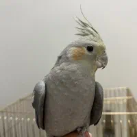 عروس هلندی|پرنده|اصفهان, ارزنان|دیوار