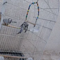 جفت|پرنده|قم, آذر (نکویی)|دیوار