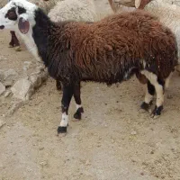 قوچ شیشک|حیوانات مزرعه|شاهیوند, |دیوار