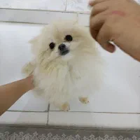 پامر نر زیبا