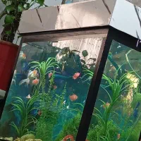 فروش آکواریوم با تمام تجهیزات وماهی ها