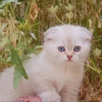 گربه ی اسکاتیش دبل فولد