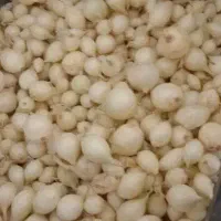 نیم کیلو پیاز۳۵۰